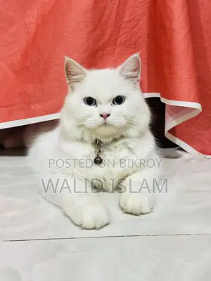 3-6 Months Female Purebred Persian