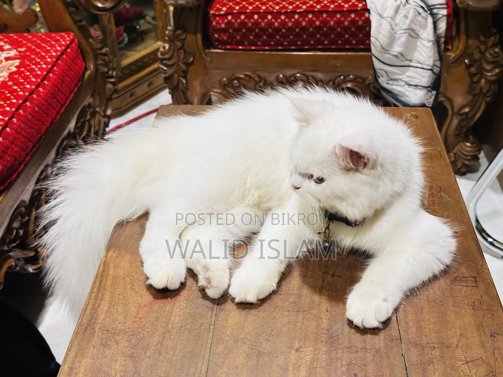 3-6 Months Female Purebred Persian