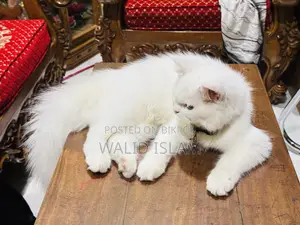 3-6 Months Female Purebred Persian