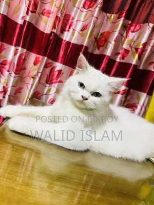 3-6 Months Female Purebred Persian