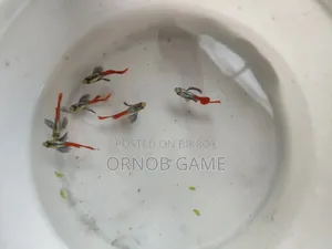 Red Tail Platinum Guppy
