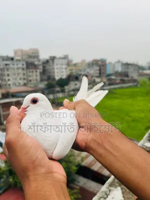 - China Pigeon for sale