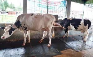 ১২৫৮নং ২টি গাভী গরু বিক্রয় হবে।