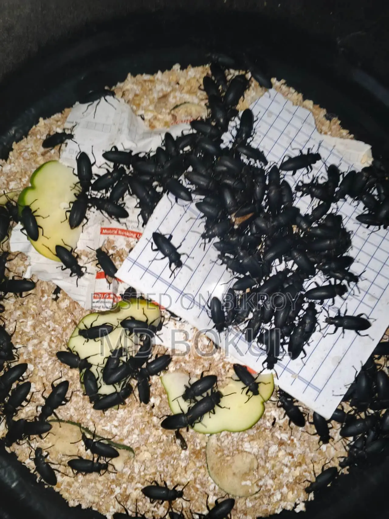 বিটল পোকা বিক্রি