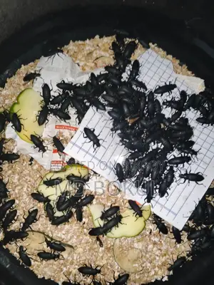 বিটল পোকা বিক্রি