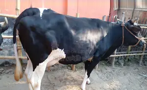 ১২৫৯ নং উন্নত জাতের গাভী ।