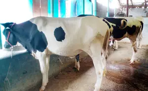 ১২৬০ নং ৪টি বকনা গরু ভালো জাতের ।