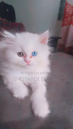 1-3 Months Male Purebred Persian