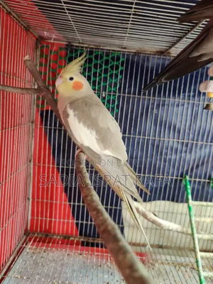 Female Cockatiel