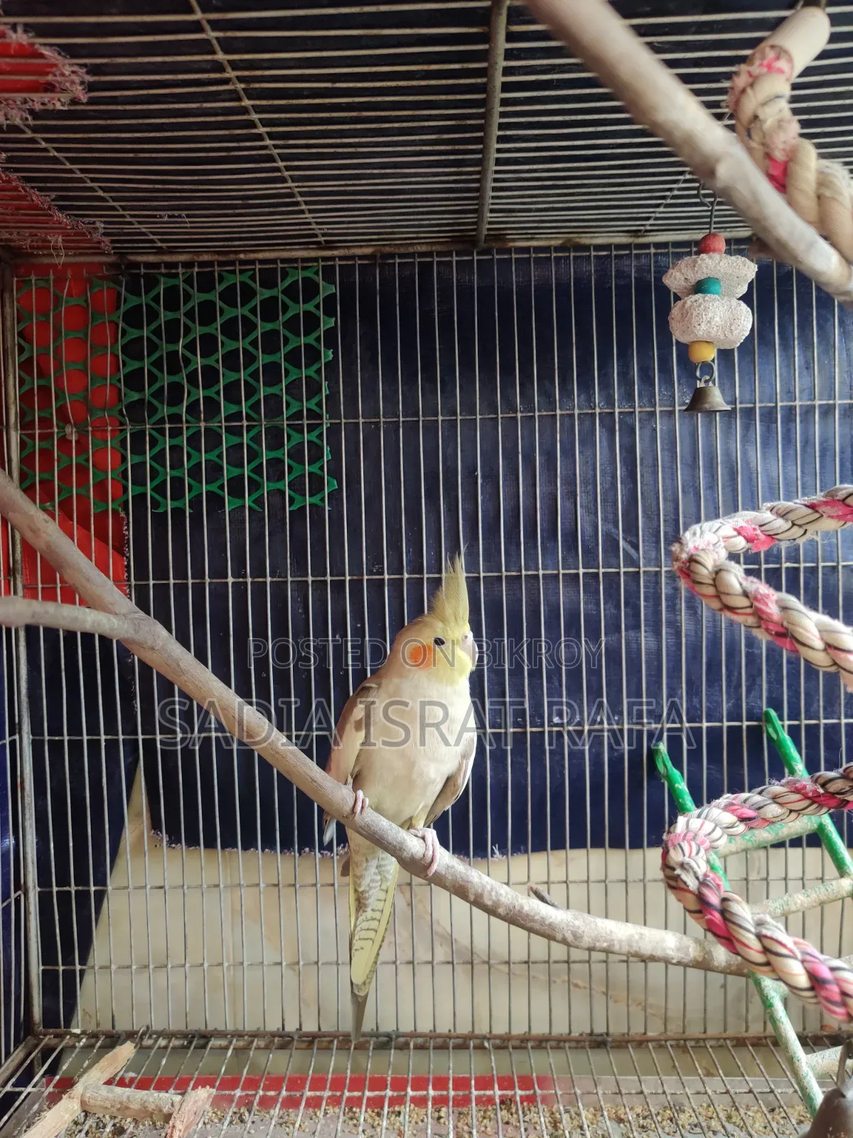 Female Cockatiel