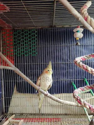 Female Cockatiel
