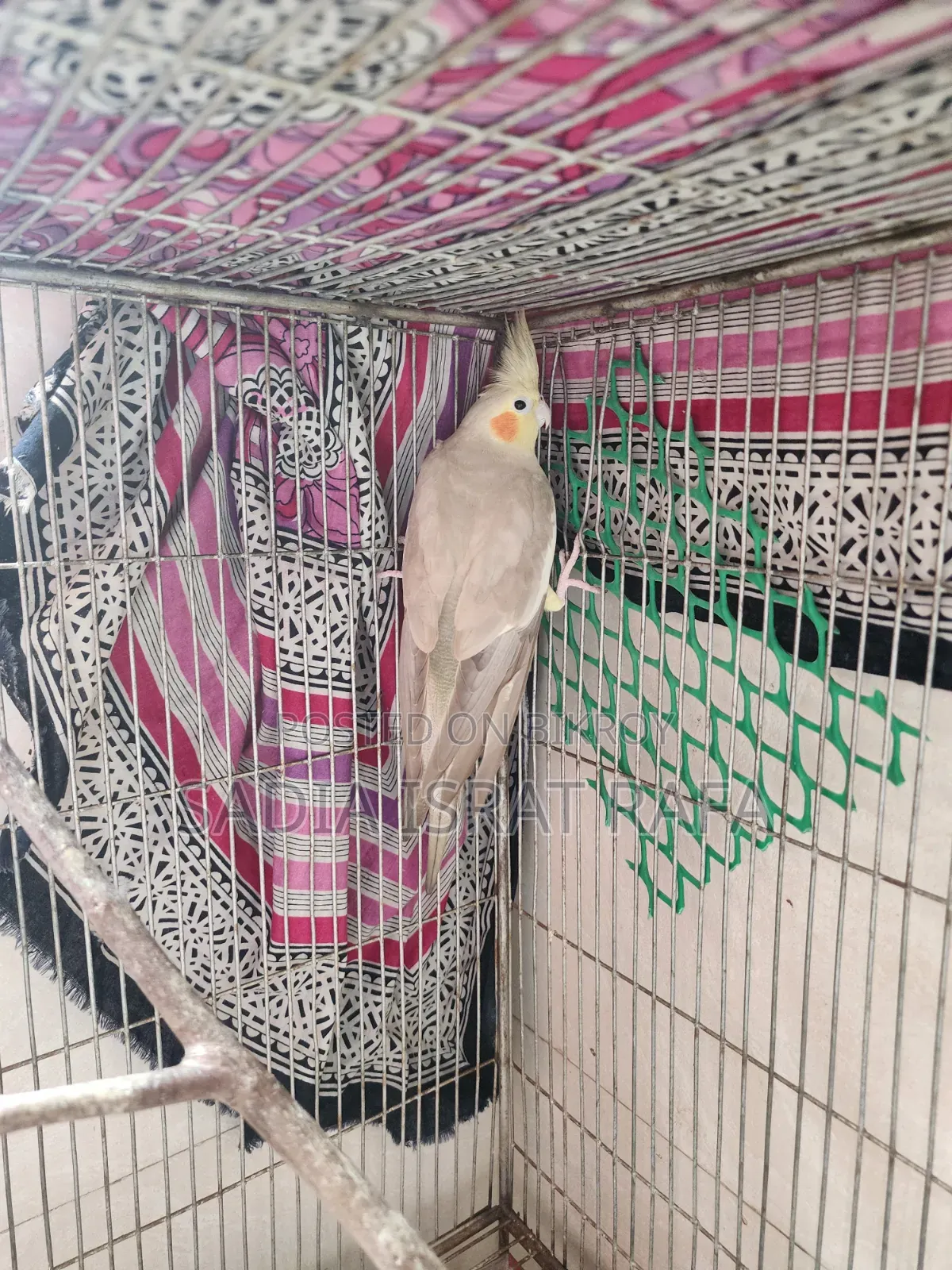Female Cockatiel