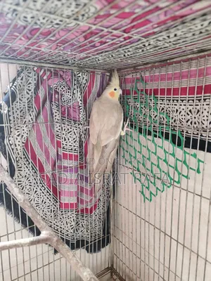 Female Cockatiel