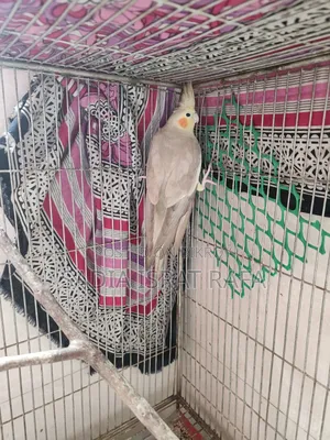 Female Cockatiel