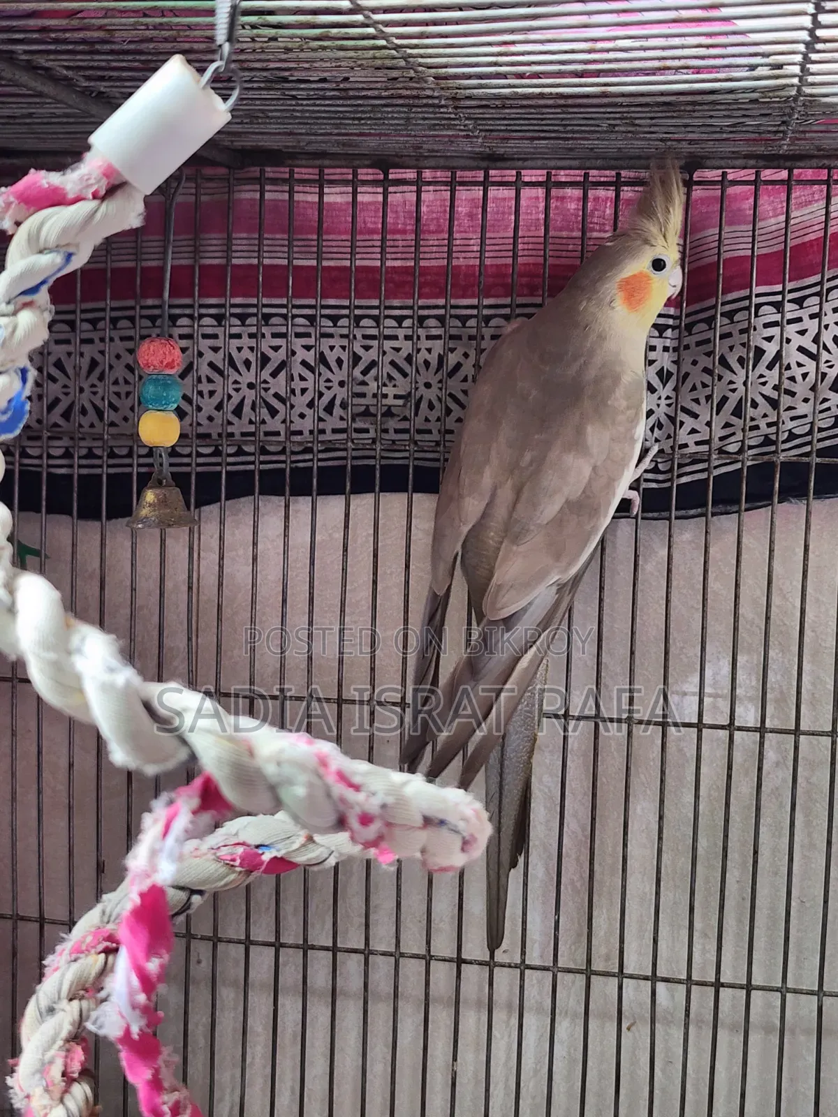 Female Cockatiel