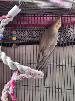 Female Cockatiel