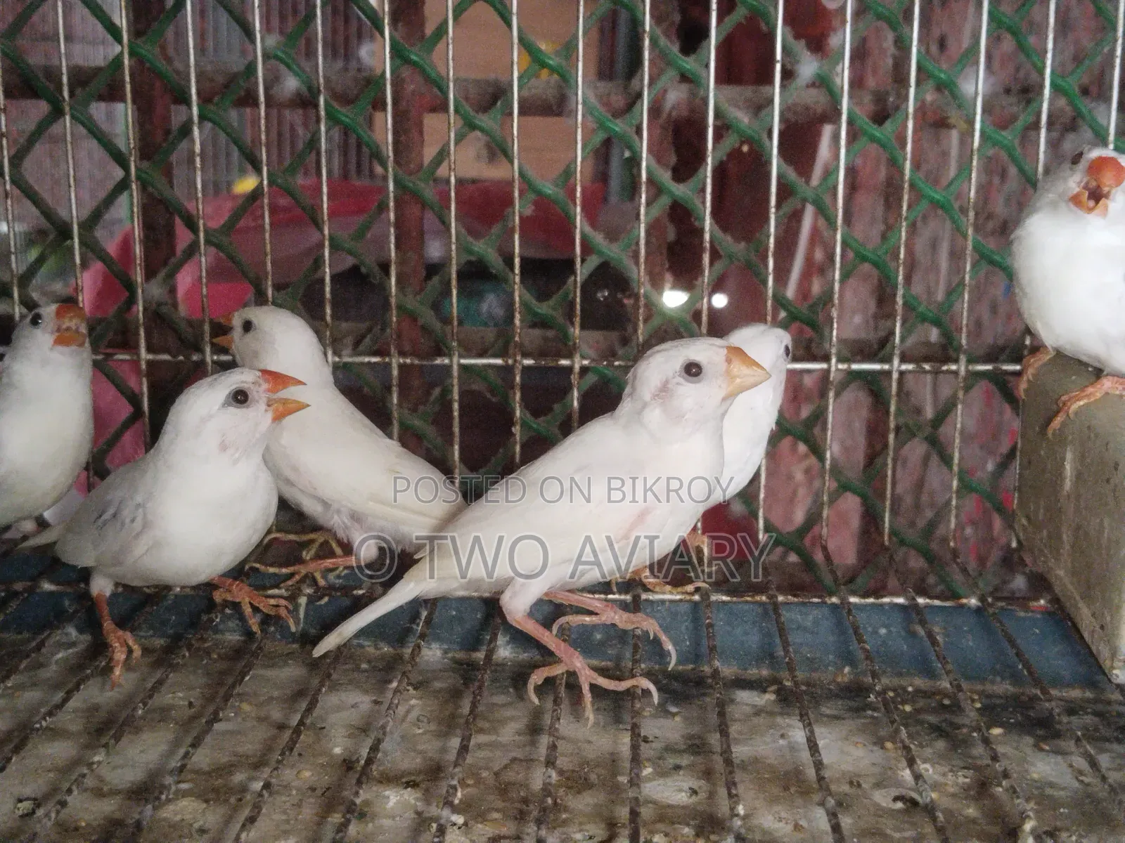 Sono White Finch