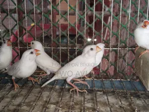 Sono White Finch