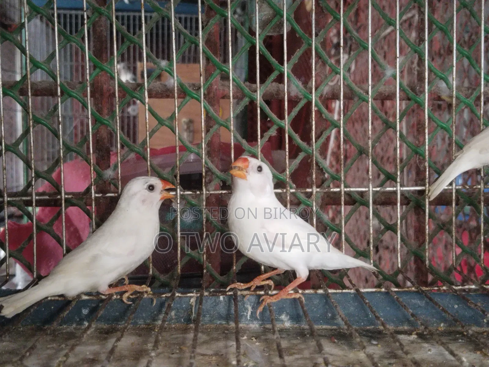 Sono White Finch