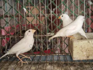 Sono White Finch