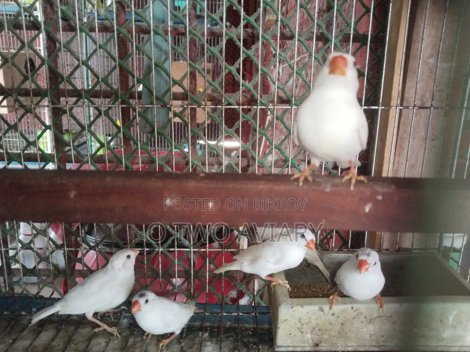 Sono White Finch