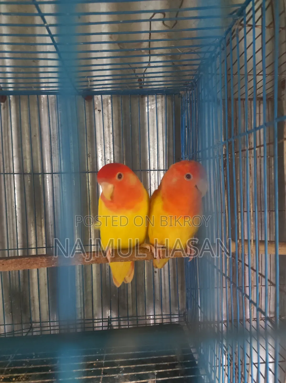 Love Bird Male and Female