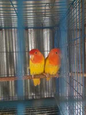 Love Bird Male and Female