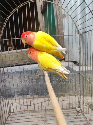 Love Bird Male and Female