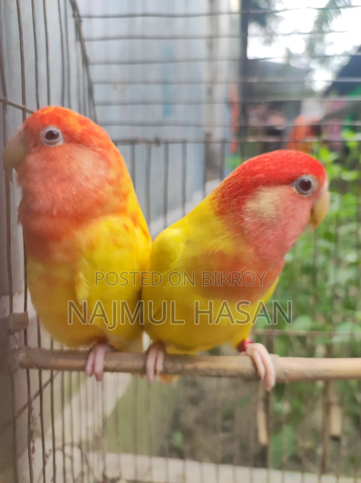 Love Bird Male and Female