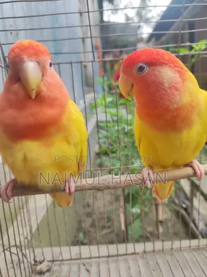 Love Bird Male and Female