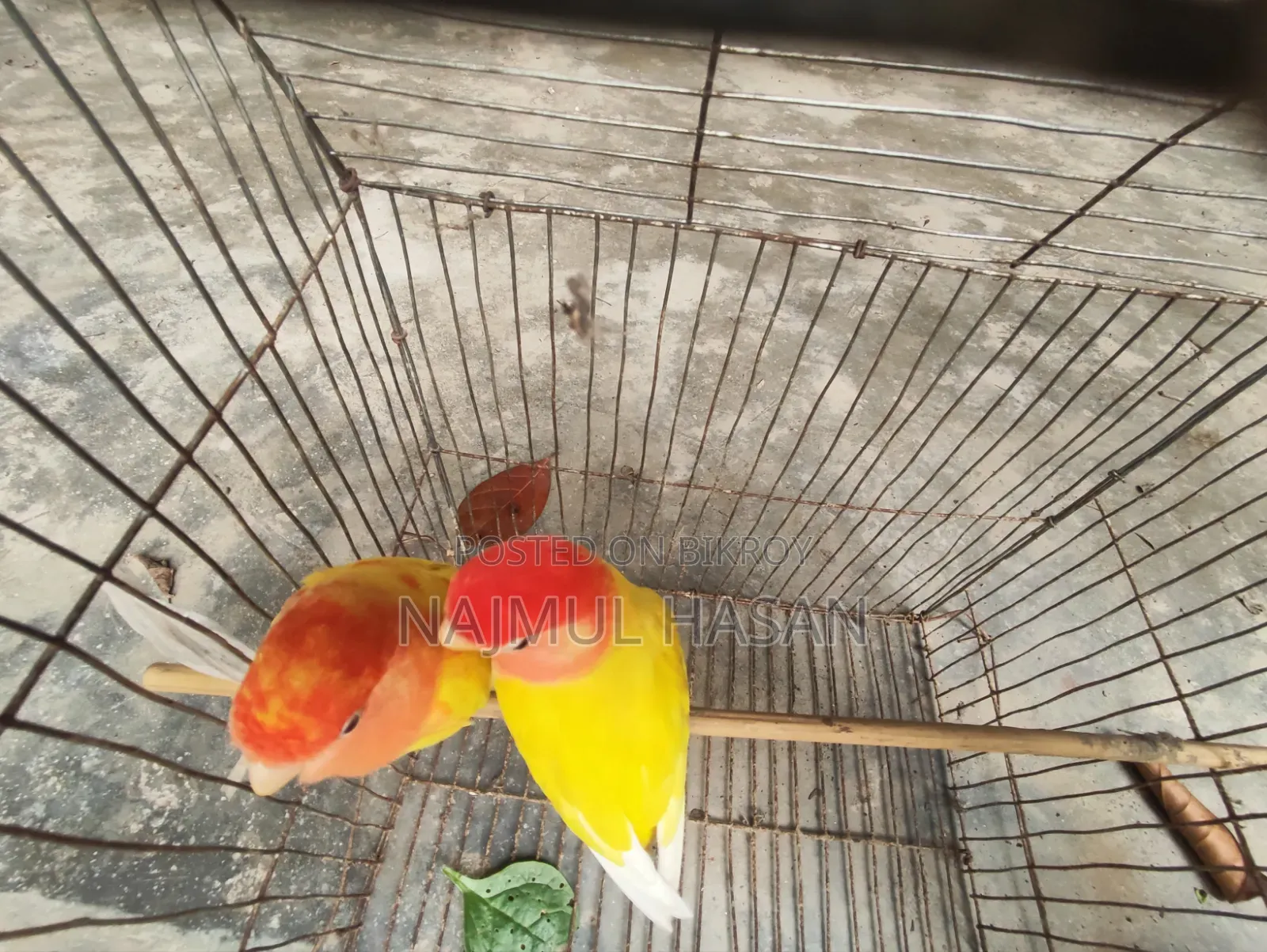 Love Bird Male and Female
