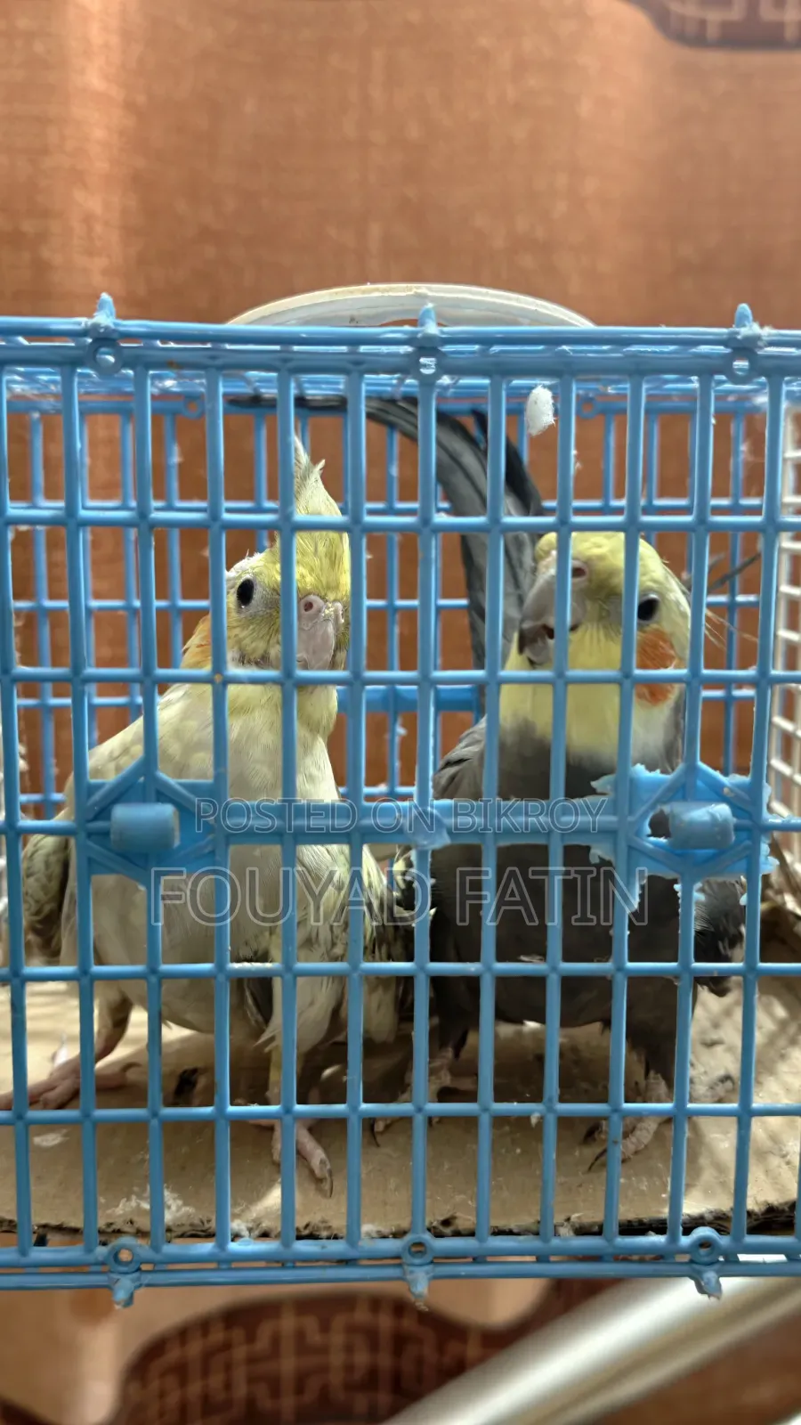 এক জোড়া ককাটেল