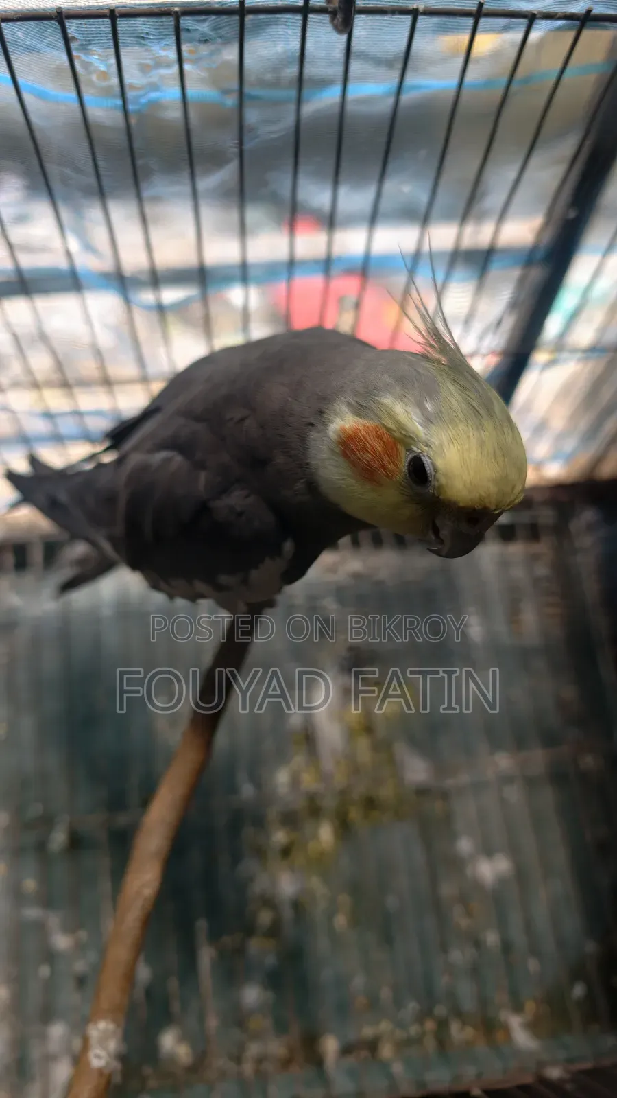 এক জোড়া ককাটেল