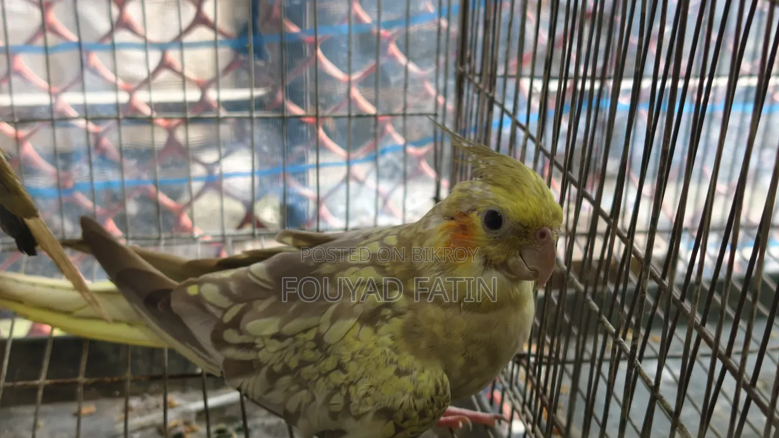 এক জোড়া ককাটেল