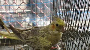 এক জোড়া ককাটেল
