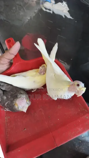 Cockatiel Baby