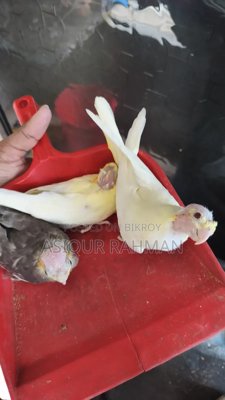 Cockatiel Baby