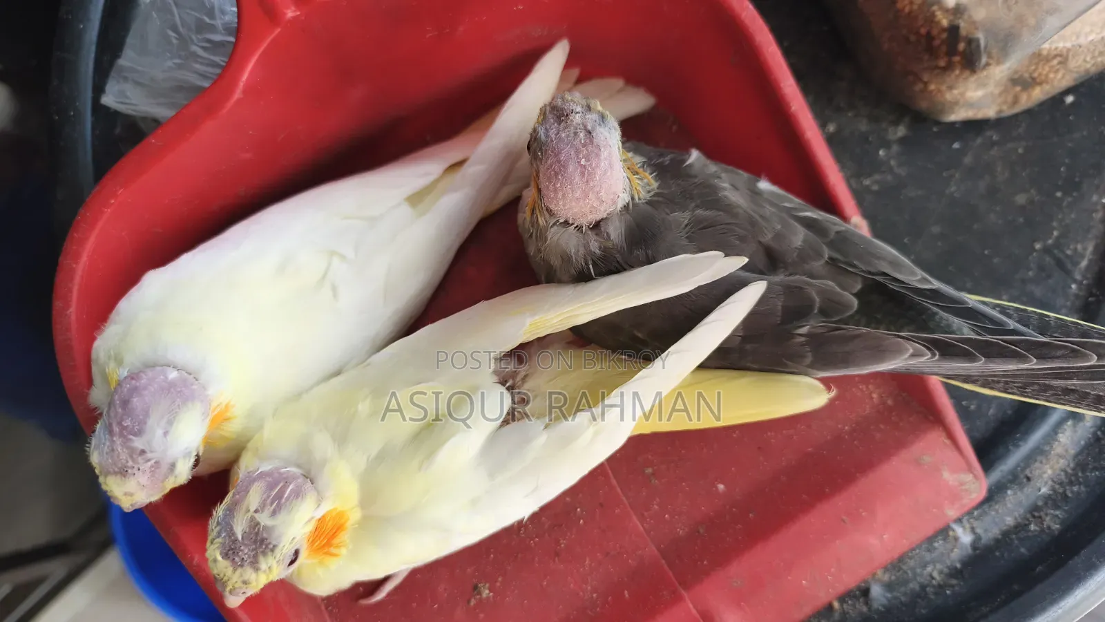 Cockatiel Baby