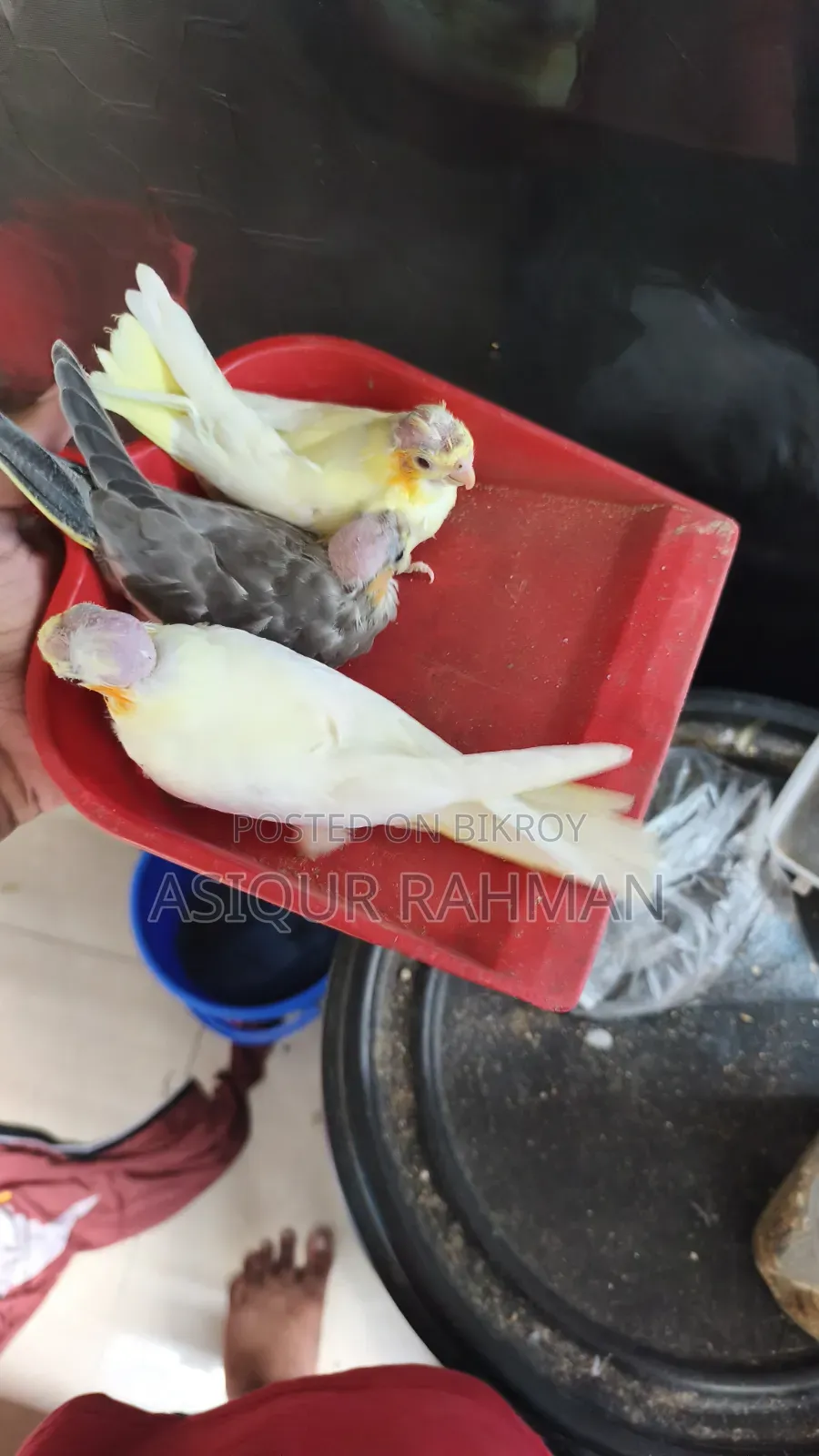Cockatiel Baby