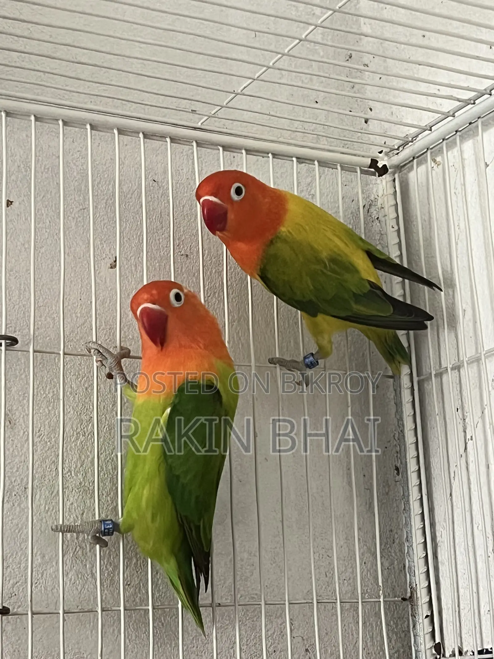 Lovebird Bird