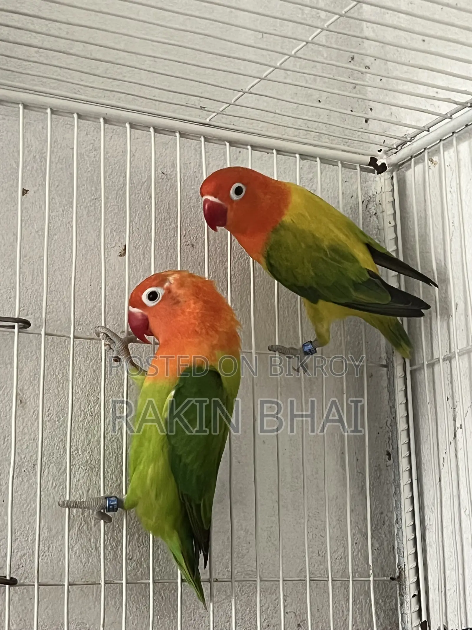 Lovebird Bird