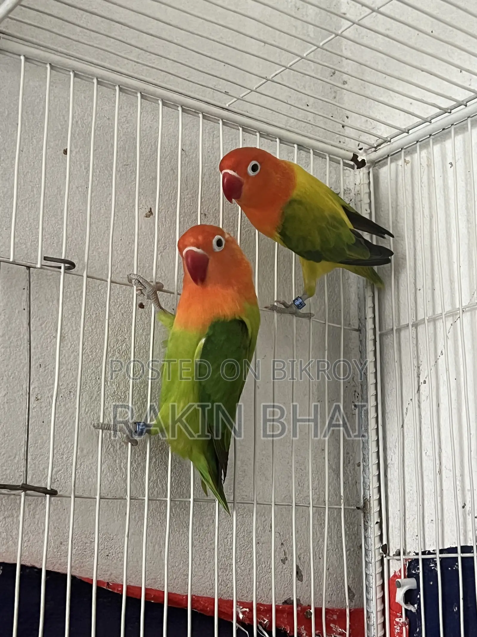 Lovebird Bird