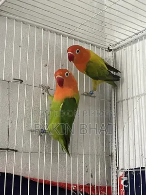 Lovebird Bird