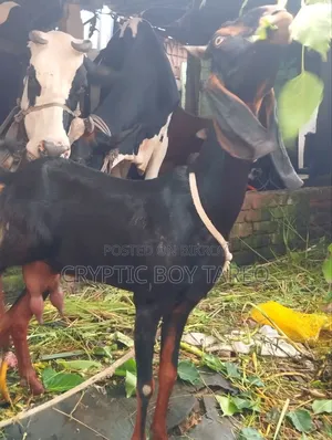 হরিয়ানা ক্রস ছাগী