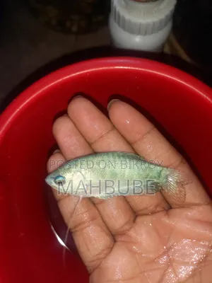 Aquarium Fish