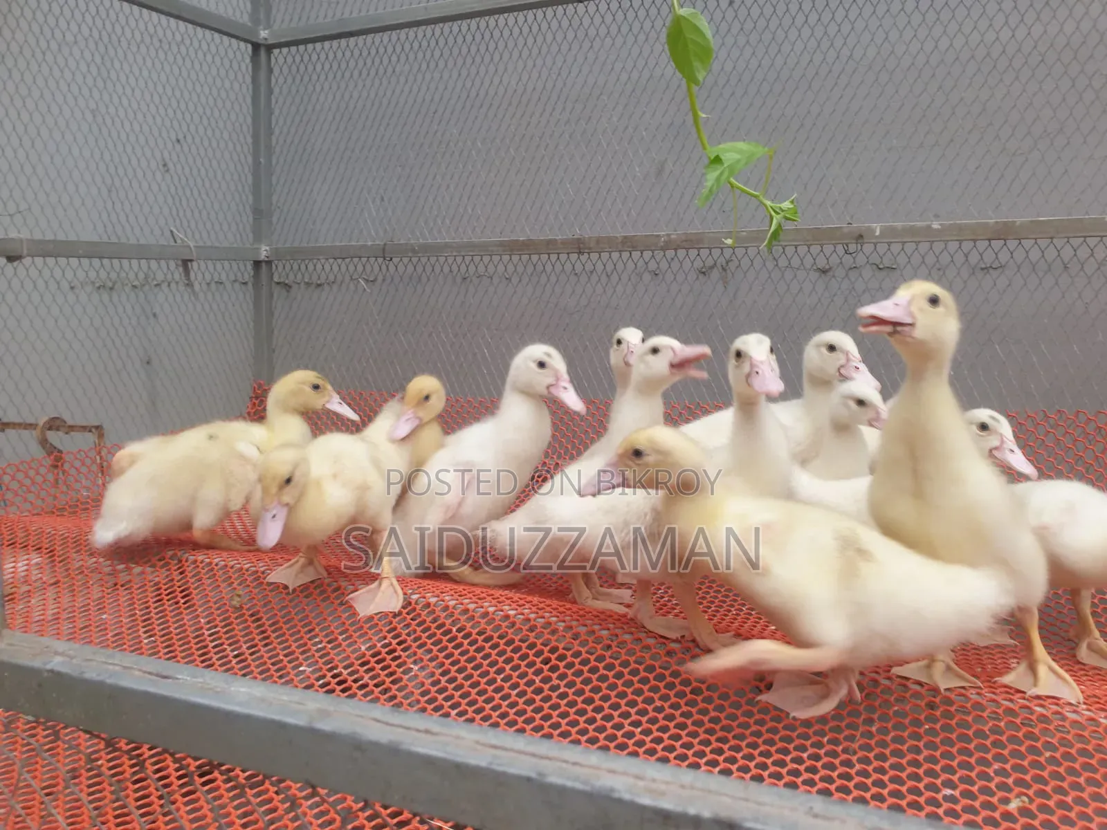Muscovy Duck Babies