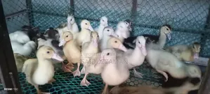 Muscovy Duck Babies