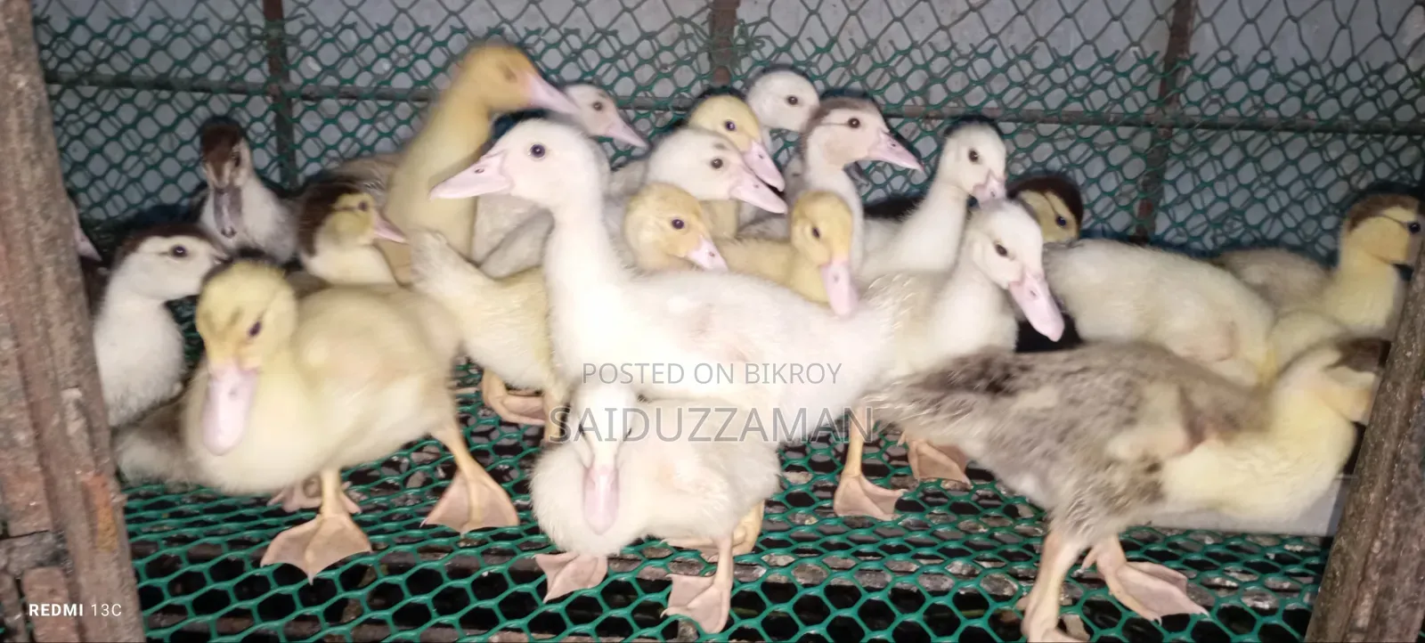 Muscovy Duck Babies