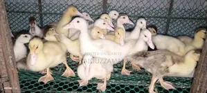 Muscovy Duck Babies