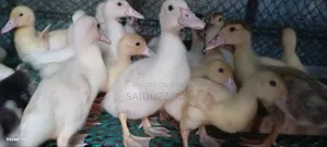 Muscovy Duck Babies